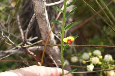 Bossiaea heterophylla, photographed by Greg Tasney