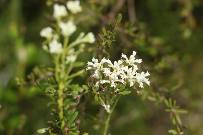 Conospermum taxifolium, photographed by Greg Tasney