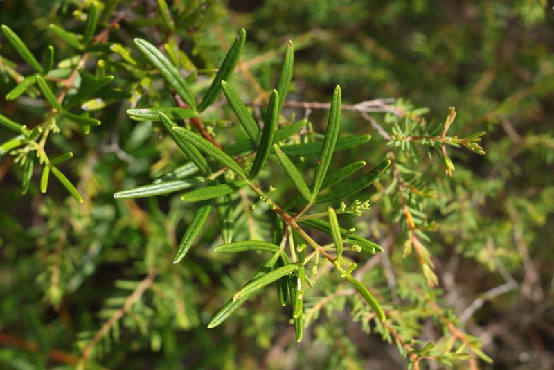 Zieria laxiflora, photographed by Greg Tasney