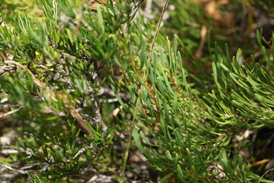 Strangea linearis, photographed by Greg Tasney