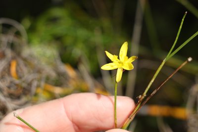 Tricoryne elatior, photographed by Greg Tasney