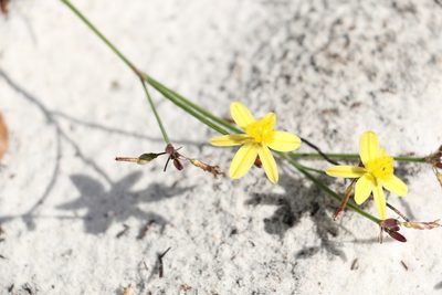 Tricoryne elatior, photographed by Greg Tasney