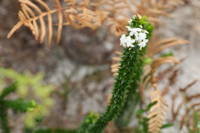 Woollsia pungens, photographed by Greg Tasney