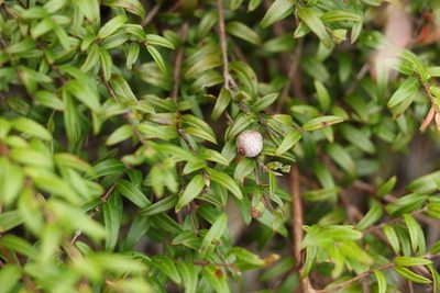 Austromyrtus dulcis, photographed by Greg Tasney