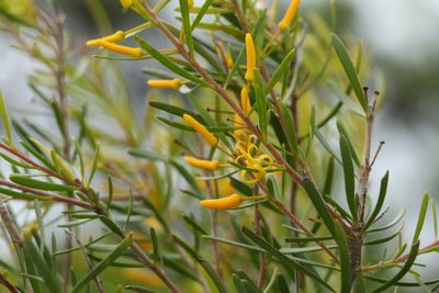 Persoonia virgata, photographed by Greg Tasney