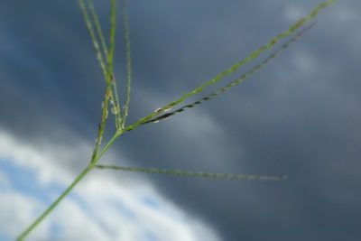 Digitaria bicornis, photographed by Romer N. Rabarijaona