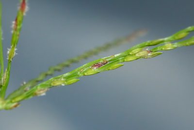 Digitaria bicornis, photographed by Romer N. Rabarijaona