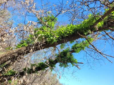 Quercus kelloggii, photographed by Konshau Duman