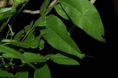 Sapindus drummondii, photographed by Michelle W. （鍾偉瑋）