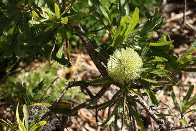 Banksia aemula, photographed by Greg Tasney