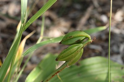 Eulophia picta, photographed by Greg Tasney
