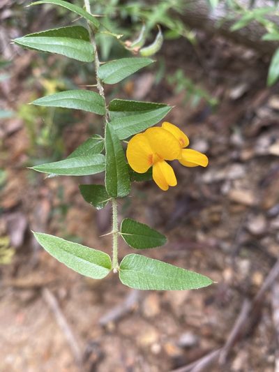 Podolobium aciculiferum, photographed by Greg Tasney