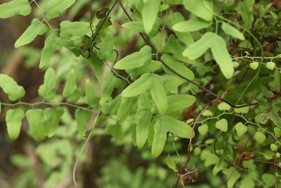 Lygodium microphyllum, photographed by Greg Tasney