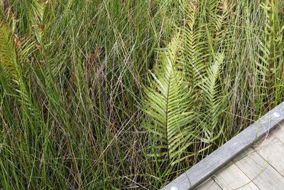Telmatoblechnum indicum, photographed by Greg Tasney