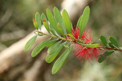 Melaleuca pachyphylla, photographed by Greg Tasney