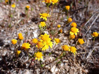 Lasthenia gracilis, photographed by Cricket Raspet