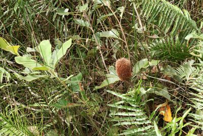 Banksia robur, photographed by Greg Tasney