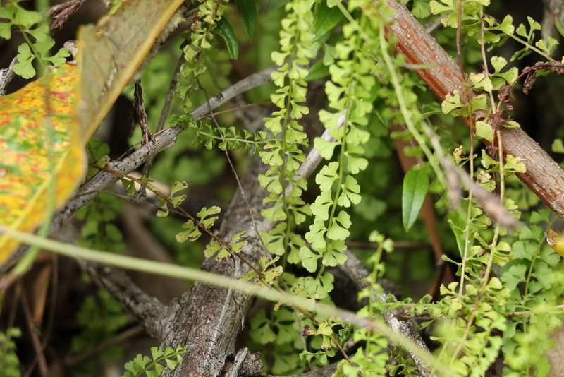 Lindsaea incisa, photographed by Greg Tasney