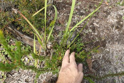Xyris complanata, photographed by Greg Tasney