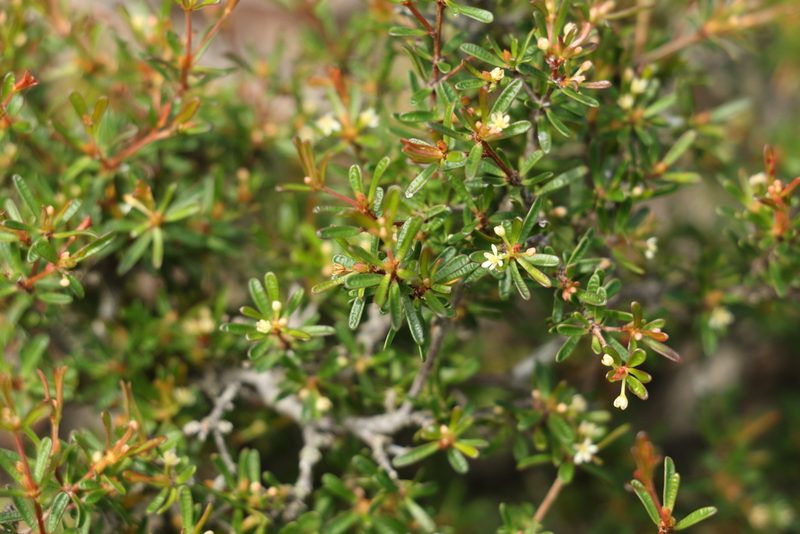Pseudanthus orientalis, photographed by Greg Tasney