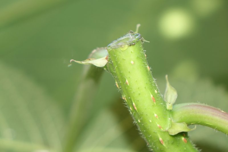Obetia radula, photographed by Romer N. Rabarijaona