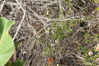Epacris pulchella, photographed by Greg Tasney