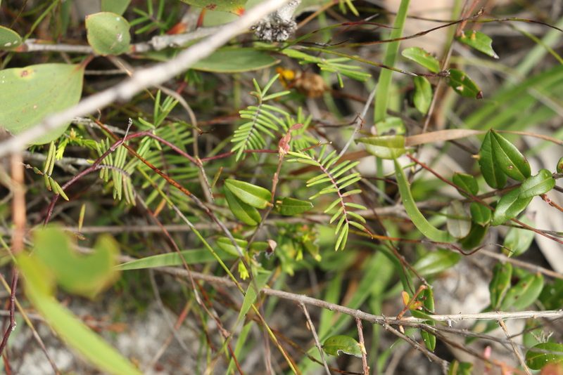 Gompholobium pinnatum, photographed by Greg Tasney
