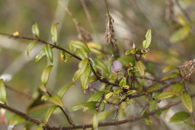 Austromyrtus dulcis, photographed by Greg Tasney