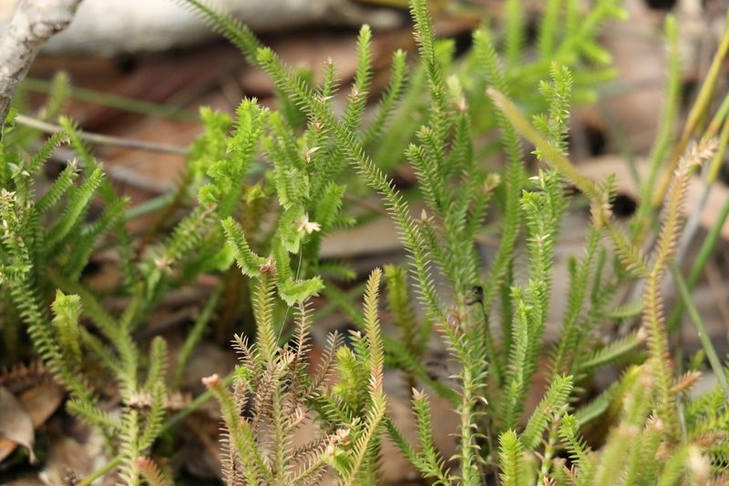 Selaginella uliginosa, photographed by Greg Tasney