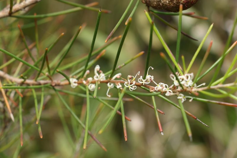 Hakea actites, photographed by Greg Tasney