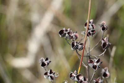 Haemodorum tenuifolium, photographed by Greg Tasney
