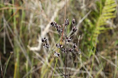 Haemodorum tenuifolium, photographed by Greg Tasney