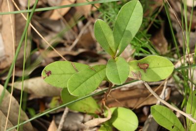 Hibbertia scandens, photographed by Greg Tasney
