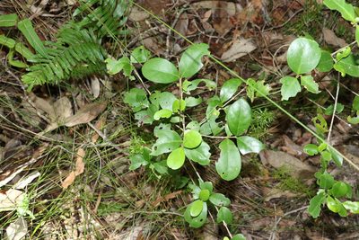 Cyclophyllum coprosmoides, photographed by Greg Tasney