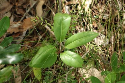 Heptapleurum actinophyllum, photographed by Greg Tasney