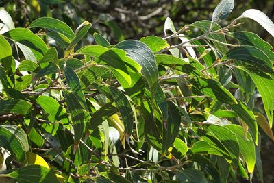 Acacia flavescens, photographed by Greg Tasney