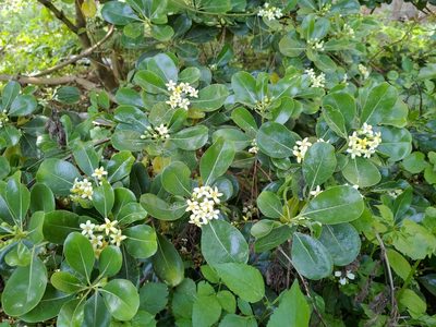 Pittosporum tobira, photographed by koala0090