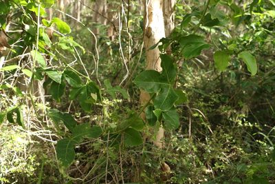 Passiflora edulis, photographed by Greg Tasney