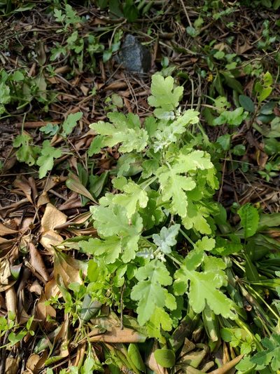 Chrysanthemum indicum, photographed by koala0090