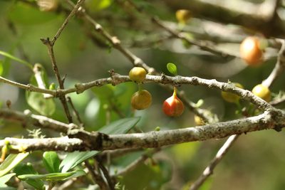 Cyclophyllum coprosmoides, photographed by Greg Tasney