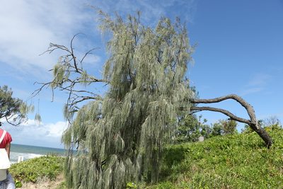 Casuarina equisetifolia, photographed by Greg Tasney