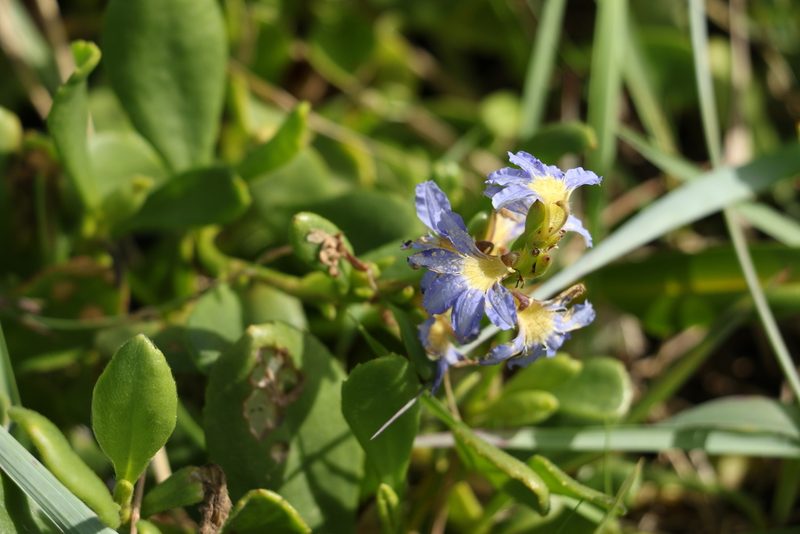 Scaevola calendulacea, photographed by Greg Tasney