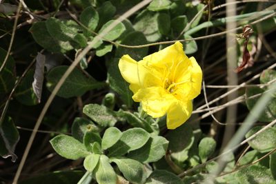 Oenothera drummondii, photographed by Greg Tasney