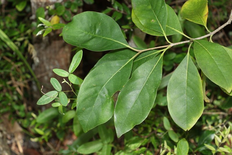 Pittosporum tinifolium, photographed by Greg Tasney