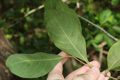 Pittosporum tinifolium, photographed by Greg Tasney