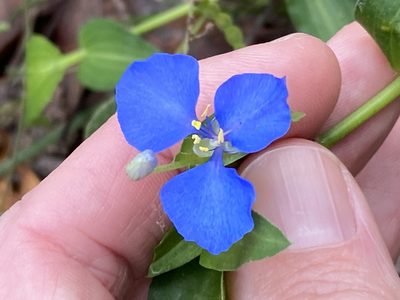 Commelina cyanea, photographed by Greg Tasney