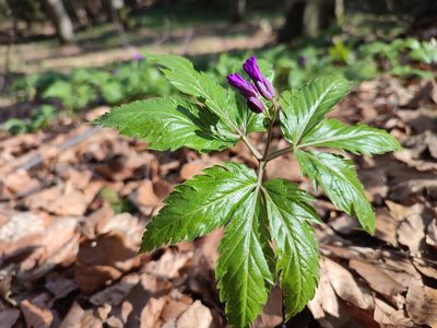 Cardamine glanduligera, photographed by xulescu_g