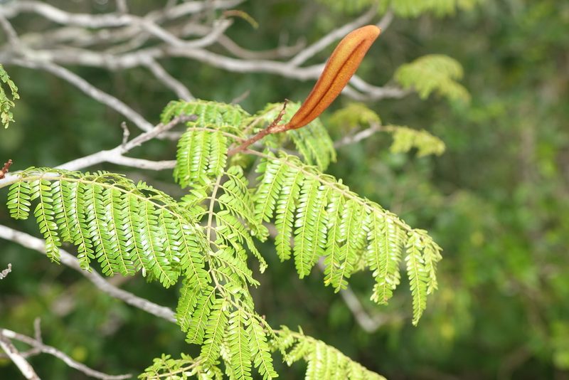 Bussea perrieri, photographed by Romer N. Rabarijaona