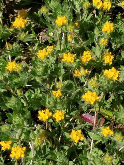 Lotus palustris, photographed by Vítor Jorge