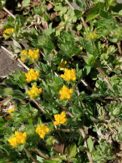 Lotus palustris, photographed by Vítor Jorge